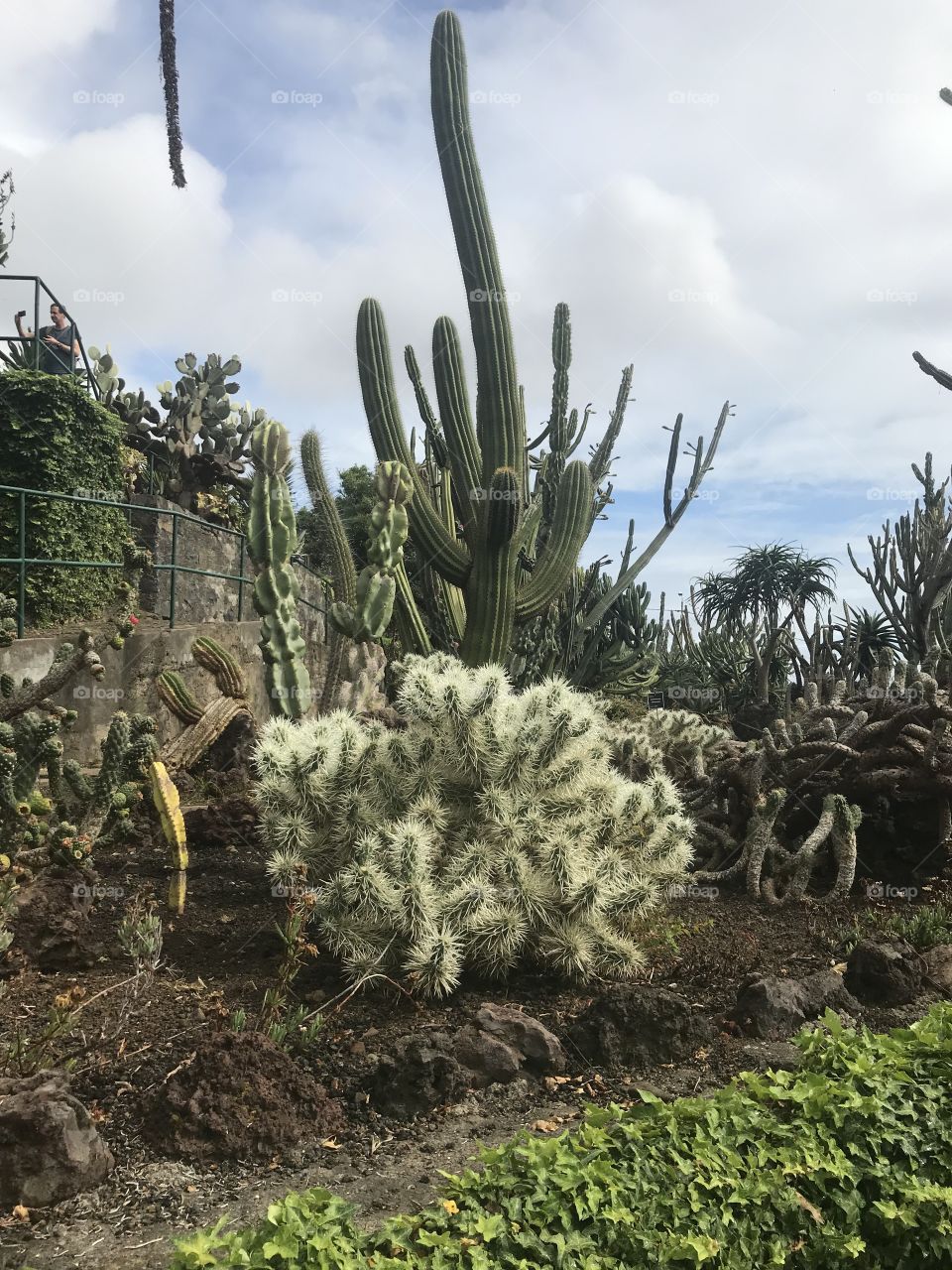 Jardim botânico Funchal 
