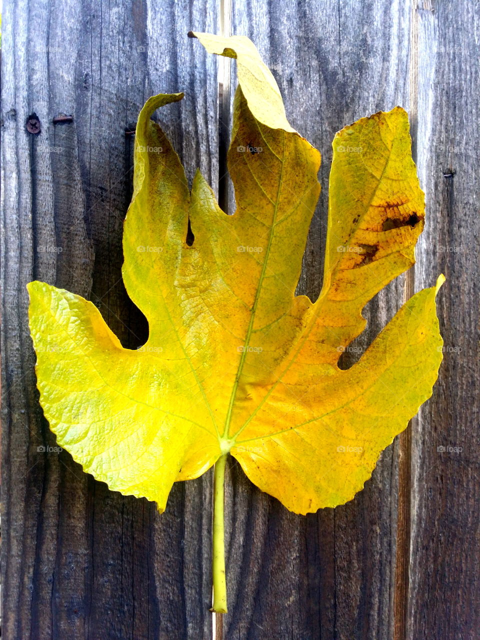 Yellow Fig Leaf