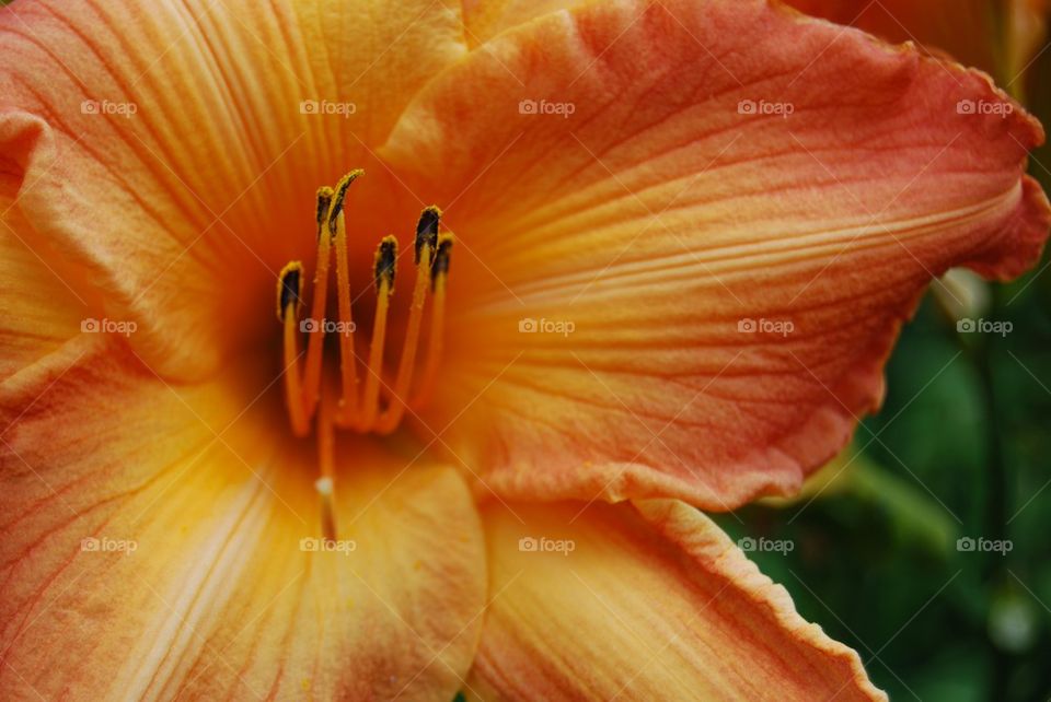 Close-up of Orange Day lily