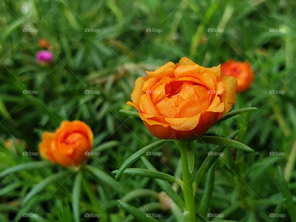 my beautiful Portulaca grandiflora