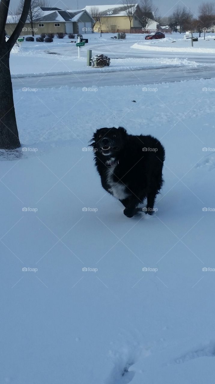 dog in motion. border collie enjoying crisp new snow