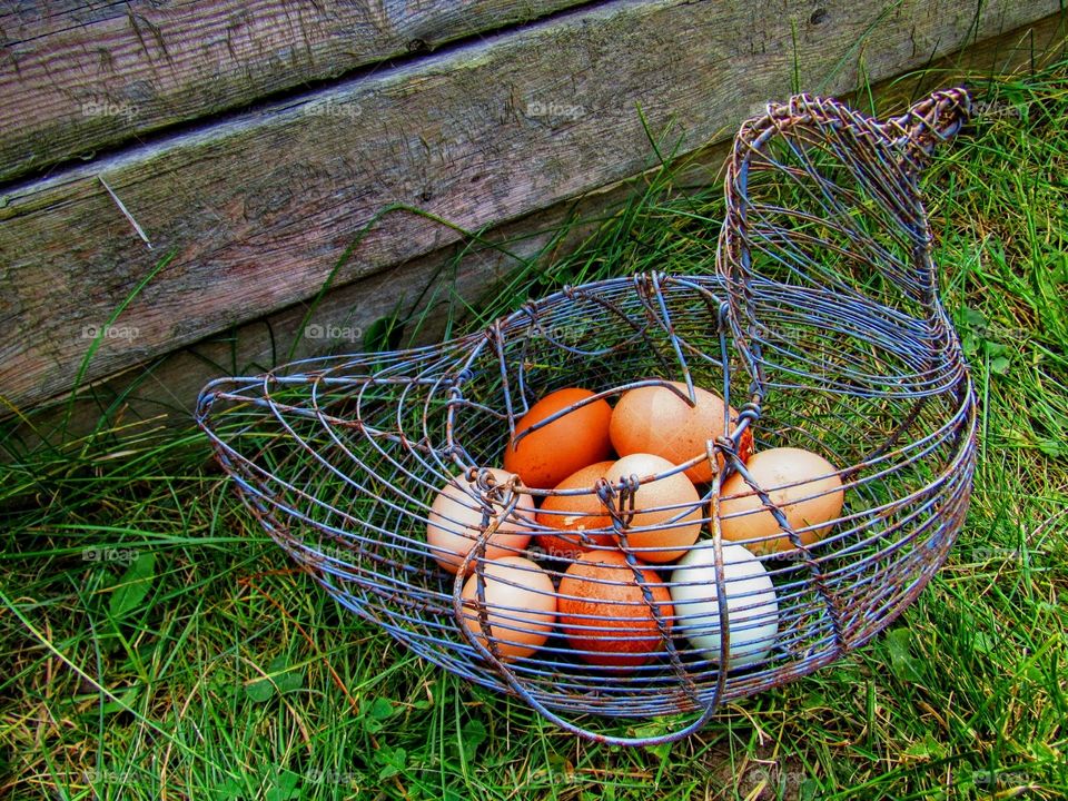 wire chicken basket full of eggs