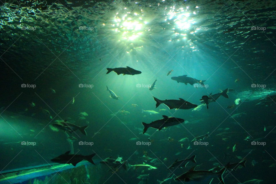 Aquarium . Aquarium in Thailans