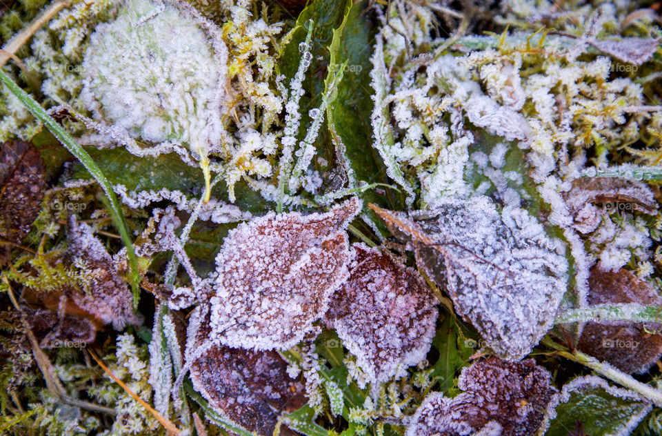 Close-up of a frozen leaves