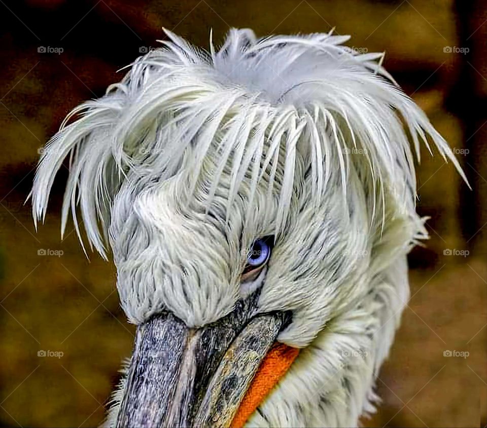 Close up on the head and eye of a Pellican in the wildlife park Les terres de Nataé in Pont-Scorff