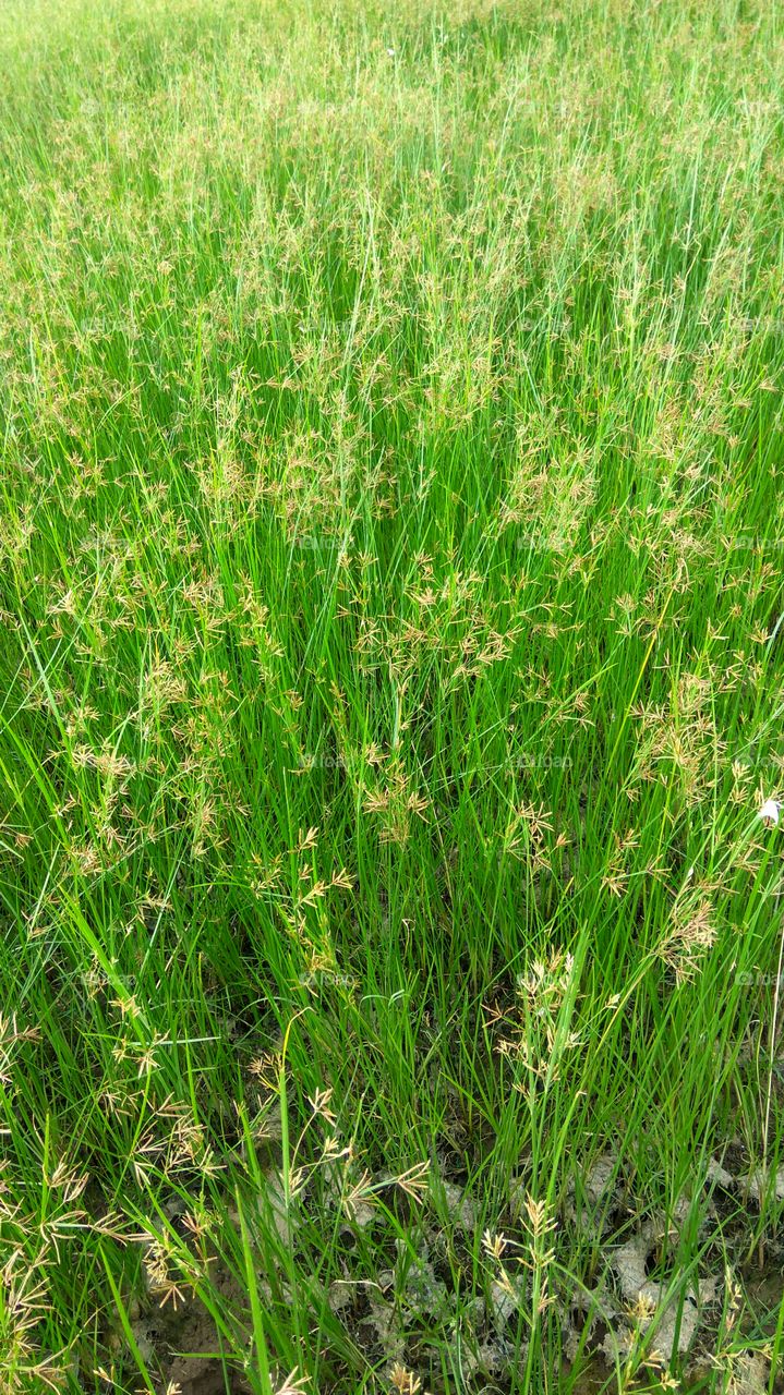 greenish long grass   with small seeds