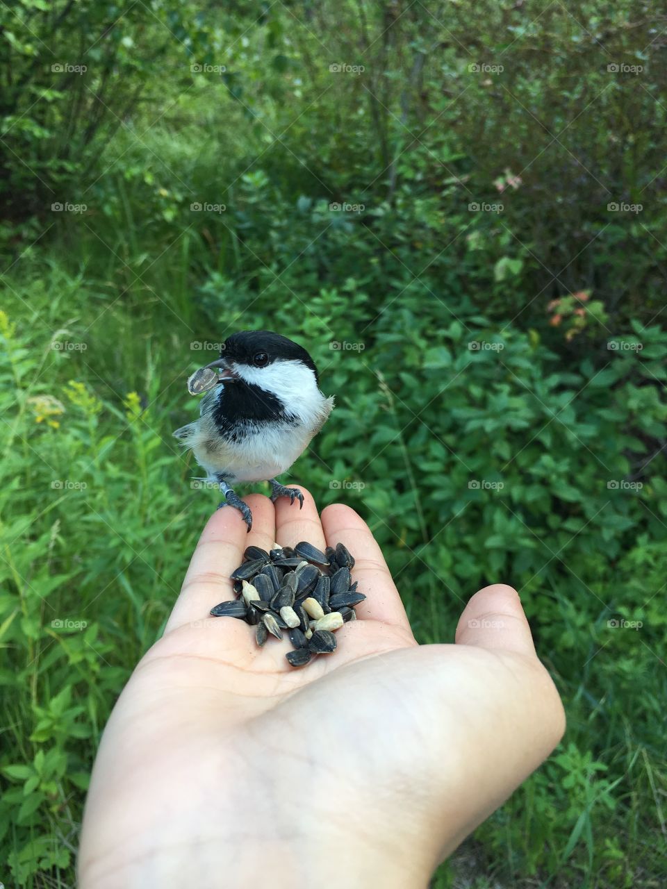 Chickadee 