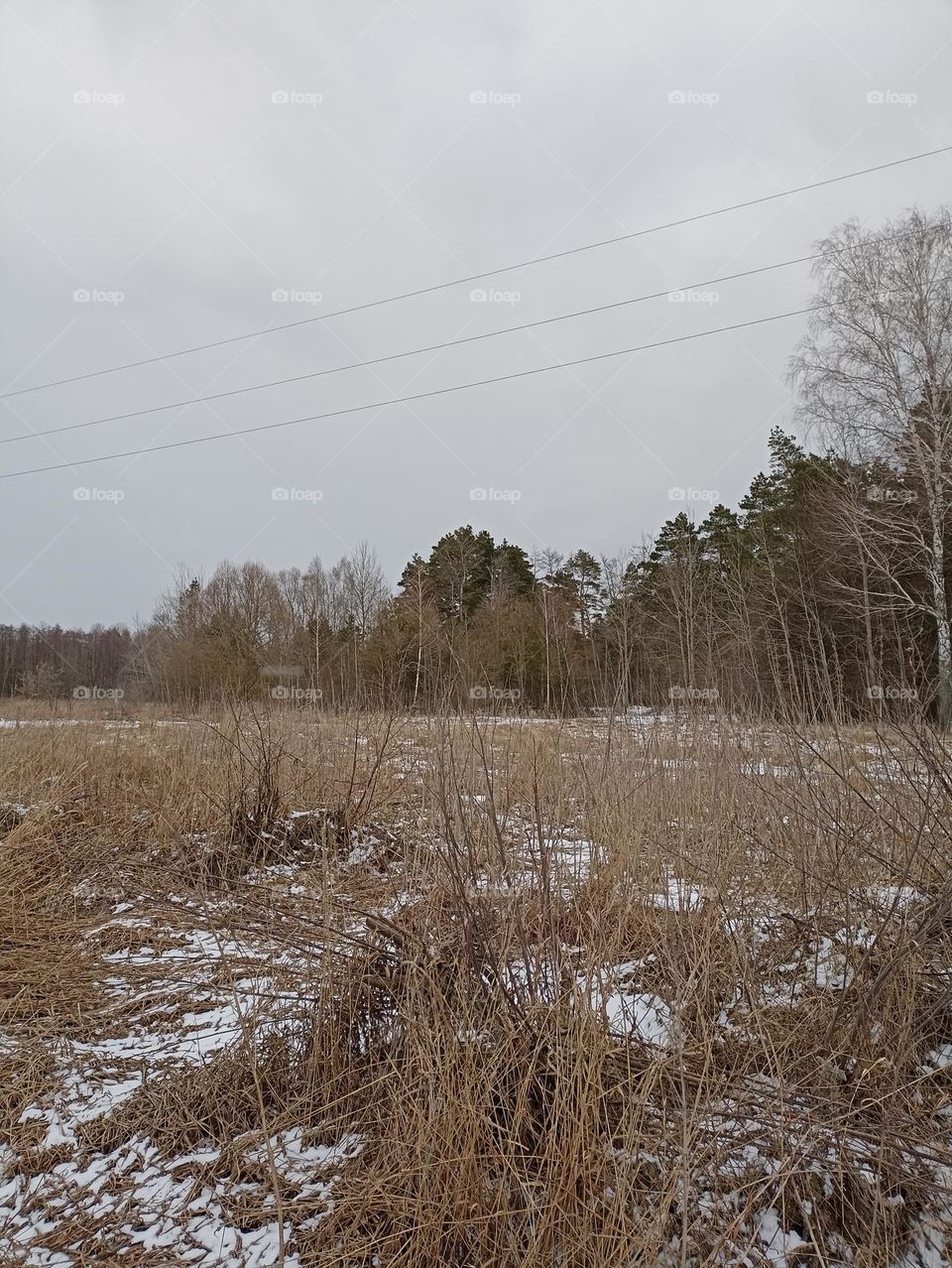 On the edge of the forest