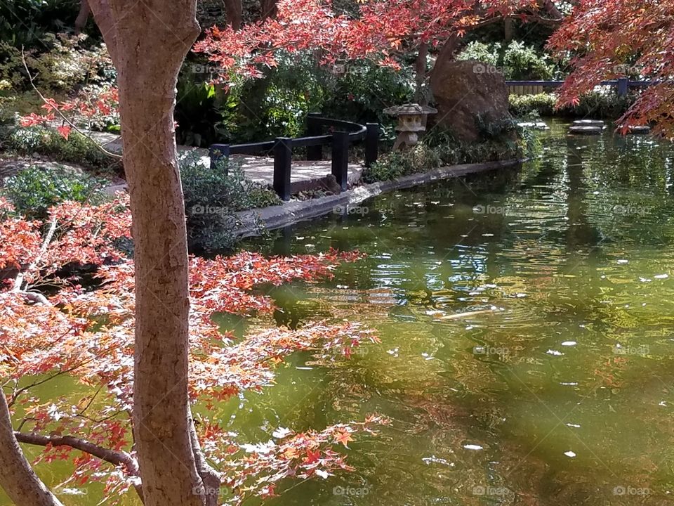 Japanese Gardens at Fort Worth botanical