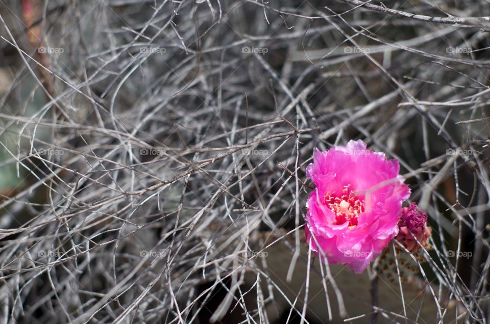 Cactus flower