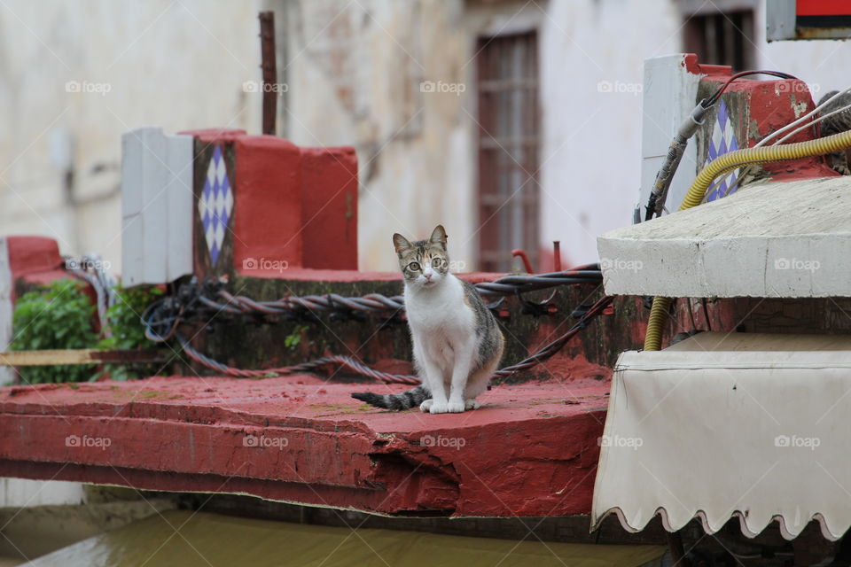 Cat on roof 