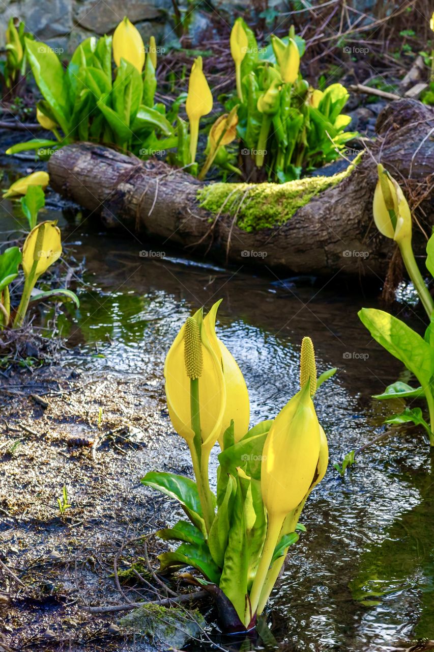 Skunk Cabbage is a beautiful, yet strange looking, perennial wildflower that grows in early spring in swampy forests