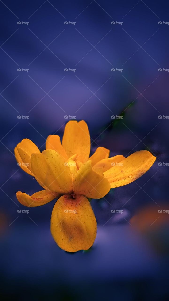 At 04.02.2022.Location Bangladesh. The flower name is Donkey flowers