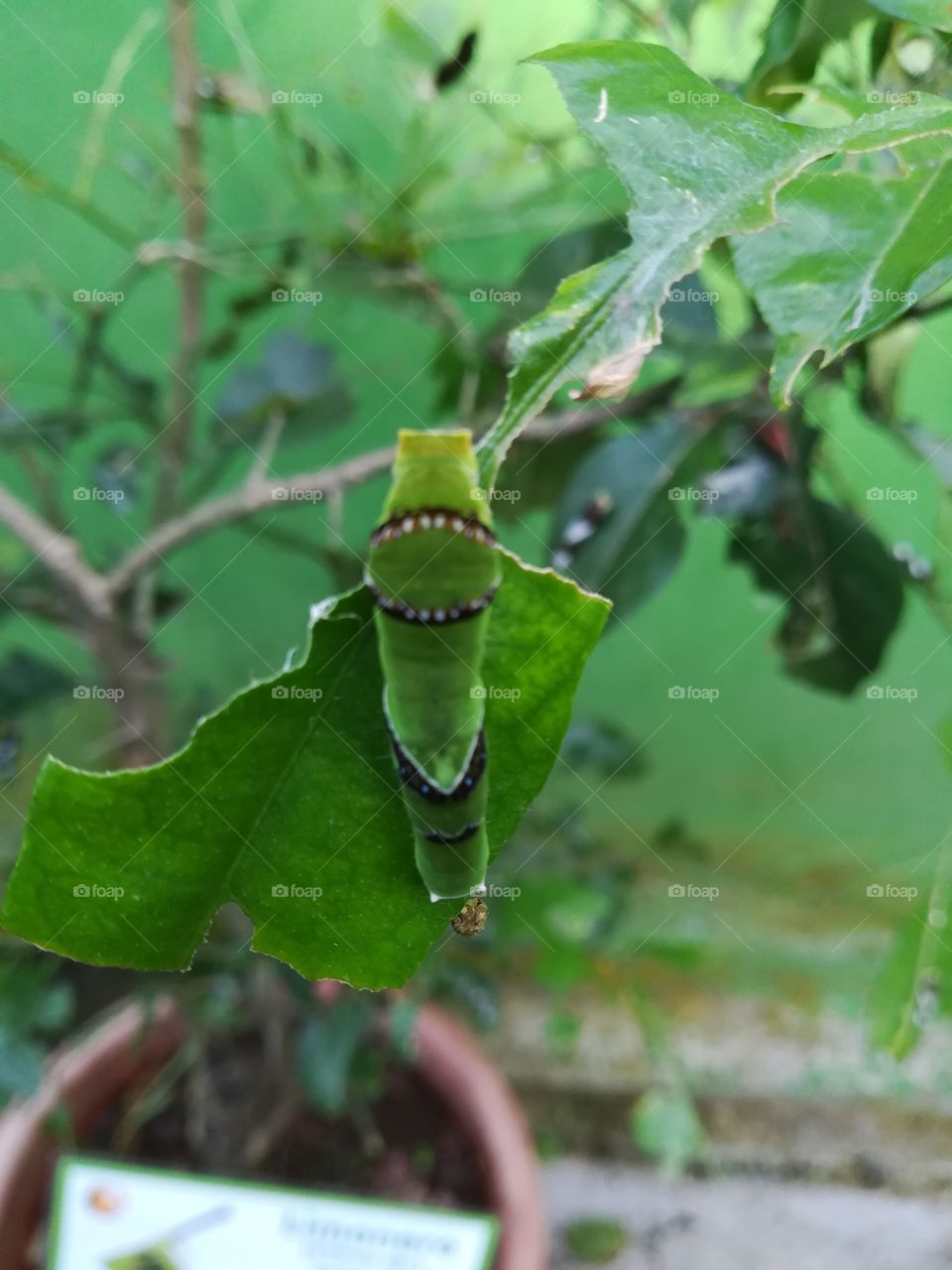 Naturaleza