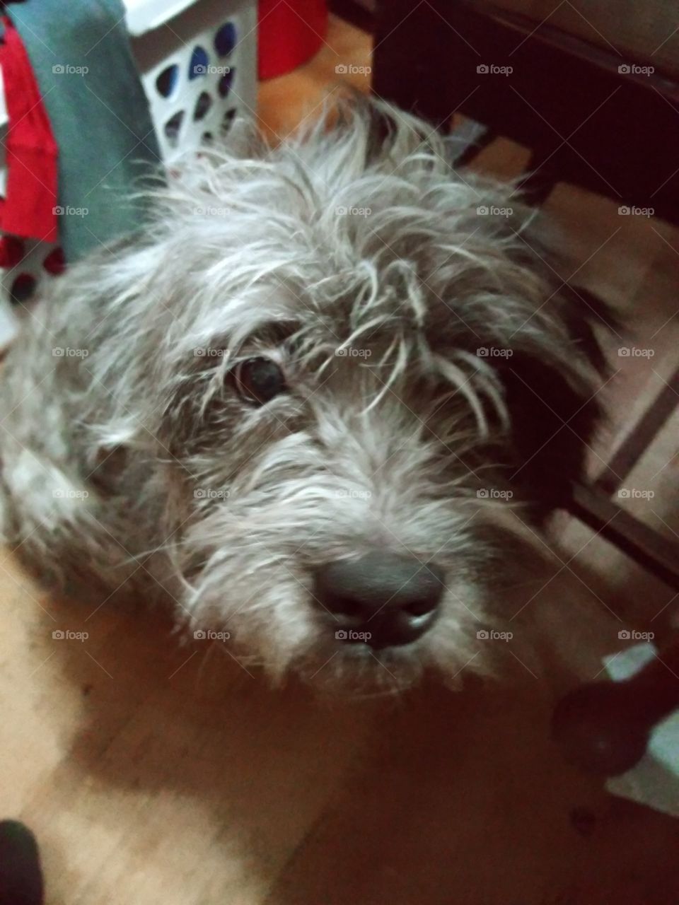 why mom said the dog