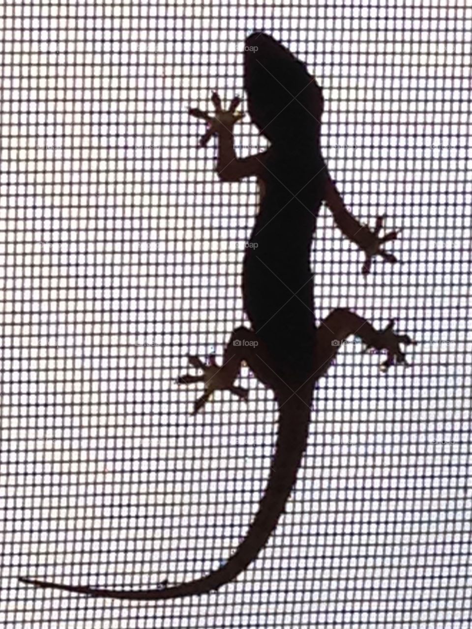 Lizard climbing on screen