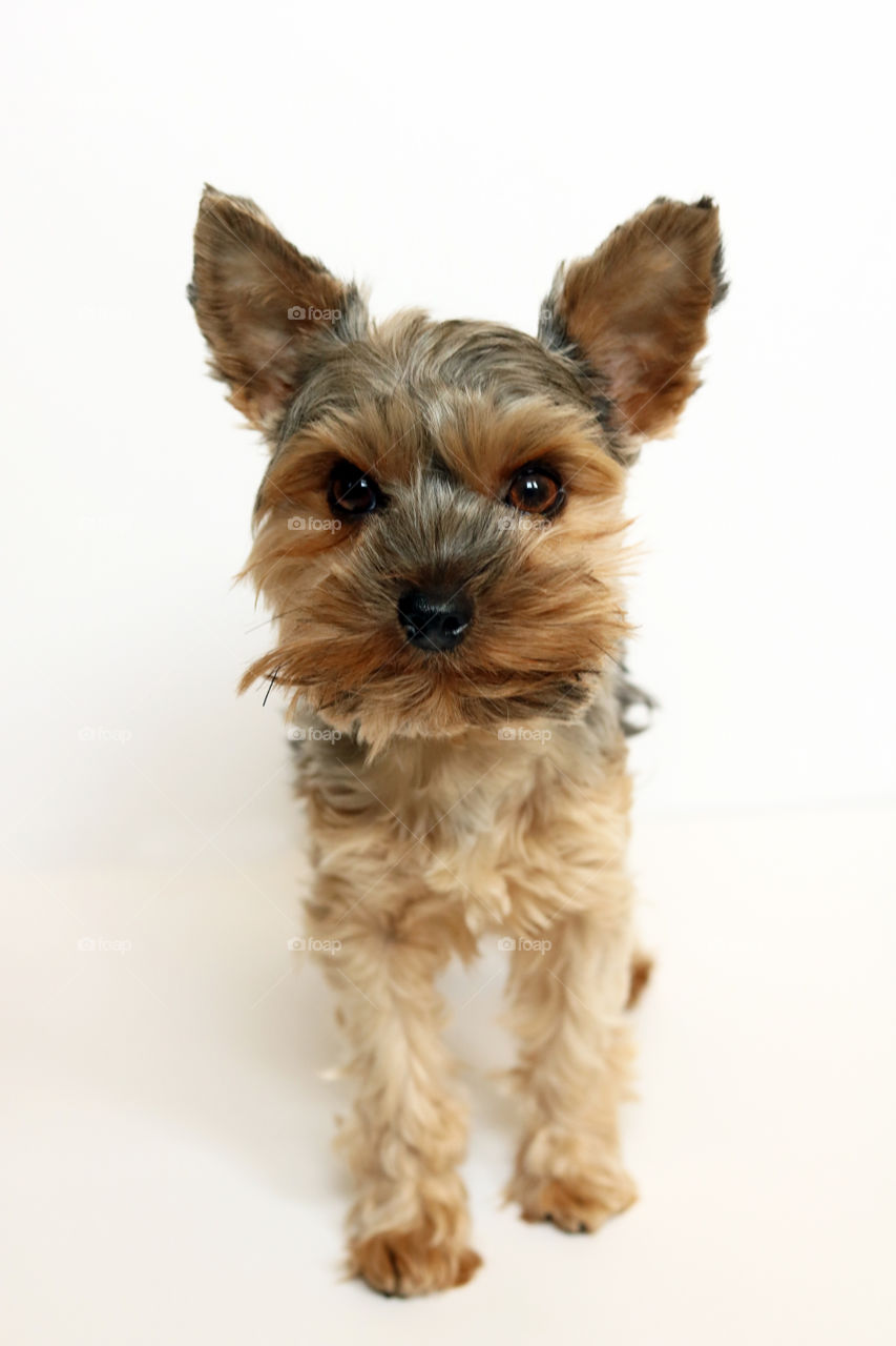 Yorkie dog