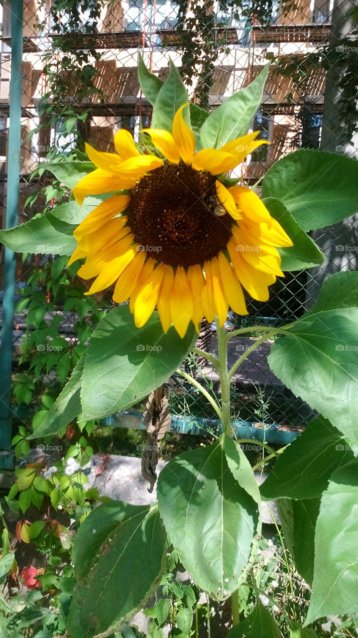 Sunflower