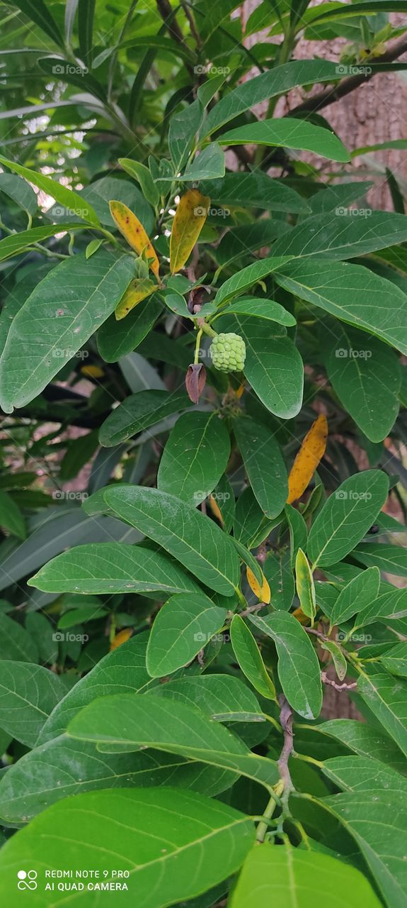 Sitaphal is a very sweet fruit.
Sitaphal is a very lymphatic fruit.
Sitaphal is a herb.
Sitaphal is the fruit of Sita.