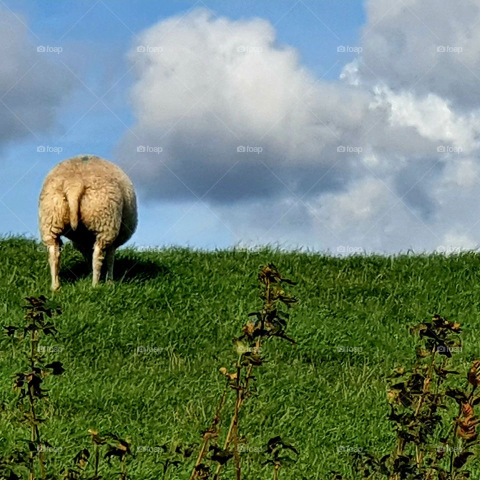 A sheep with its butt to the camera. Eating grass