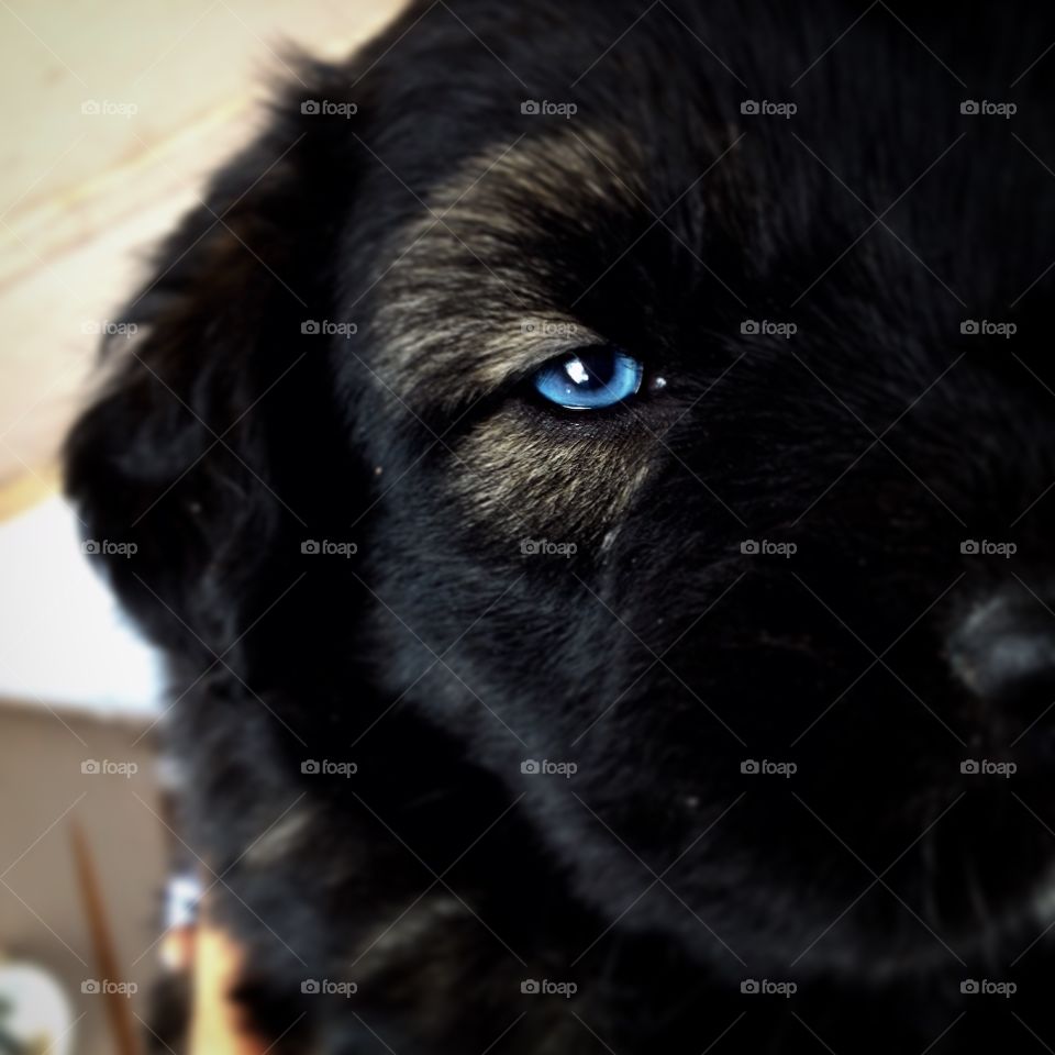 Blue Eye Pup. Puppy