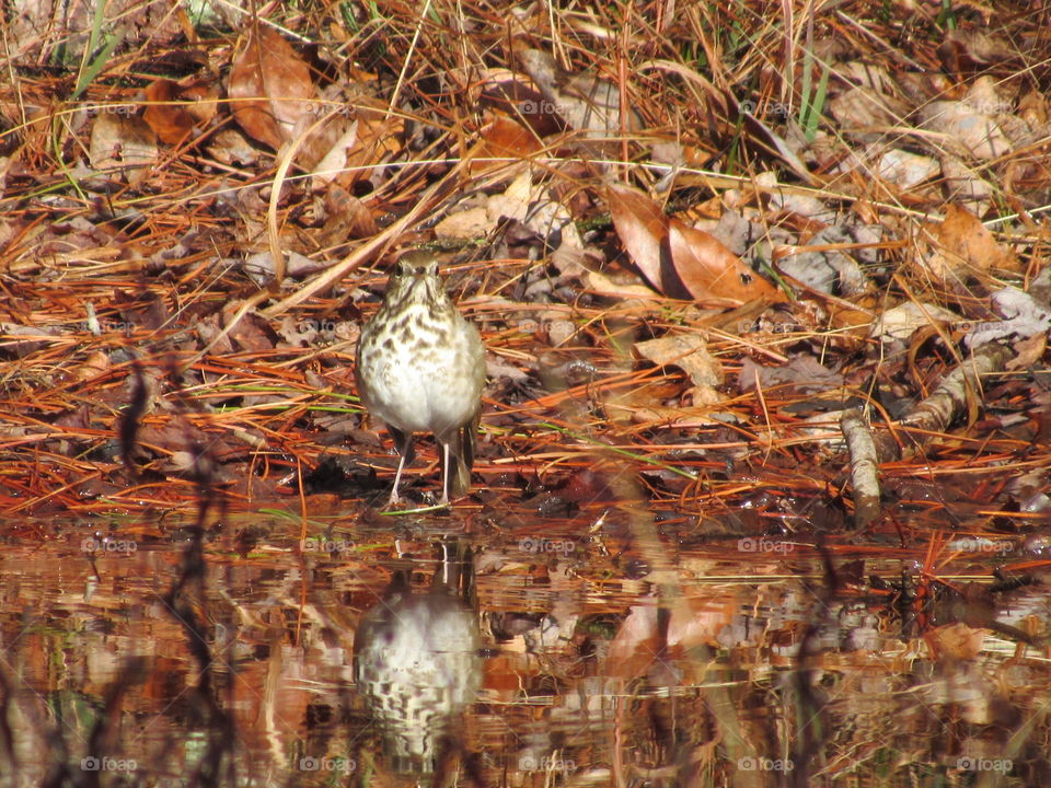 Hermit thrush and its reflection