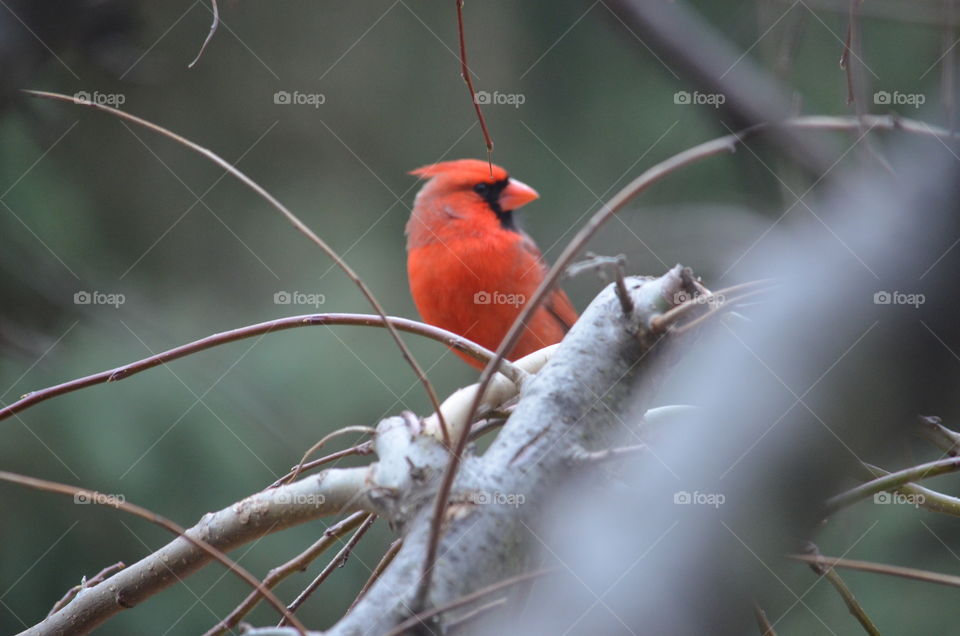 cardinal perching