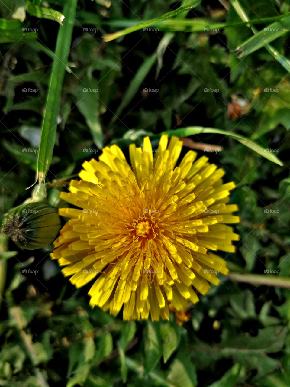 Dandelion HDR