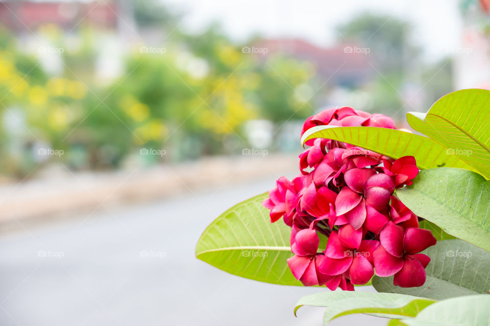 Pink flowers or Plumeria obtusa in garden.