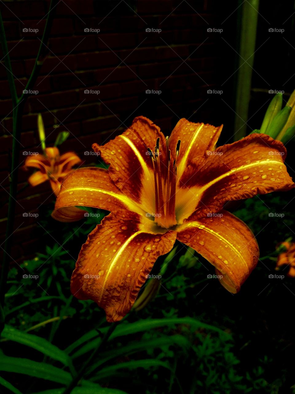 Tiger Lily