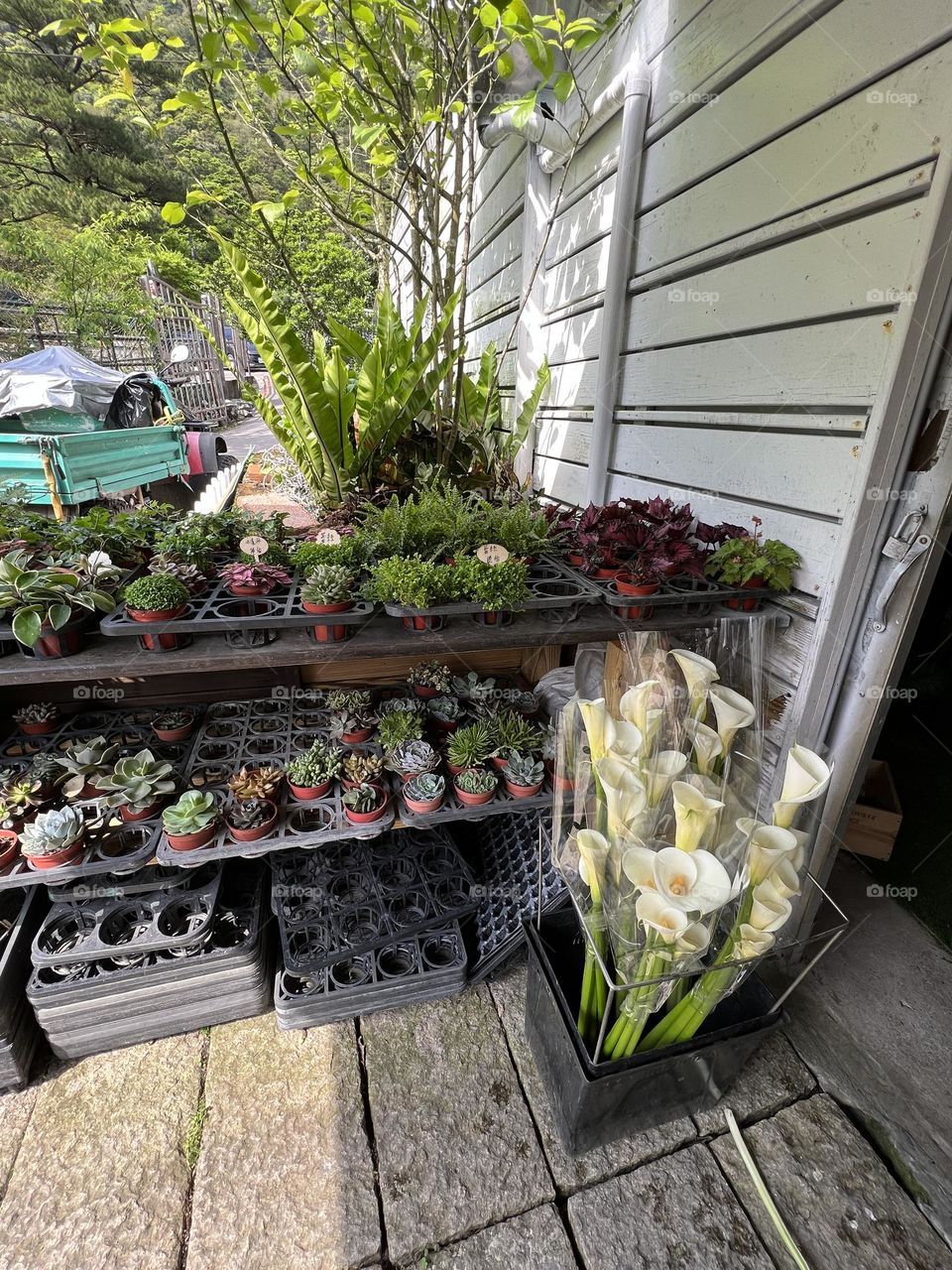 Special shop in Yang Ming Shan 