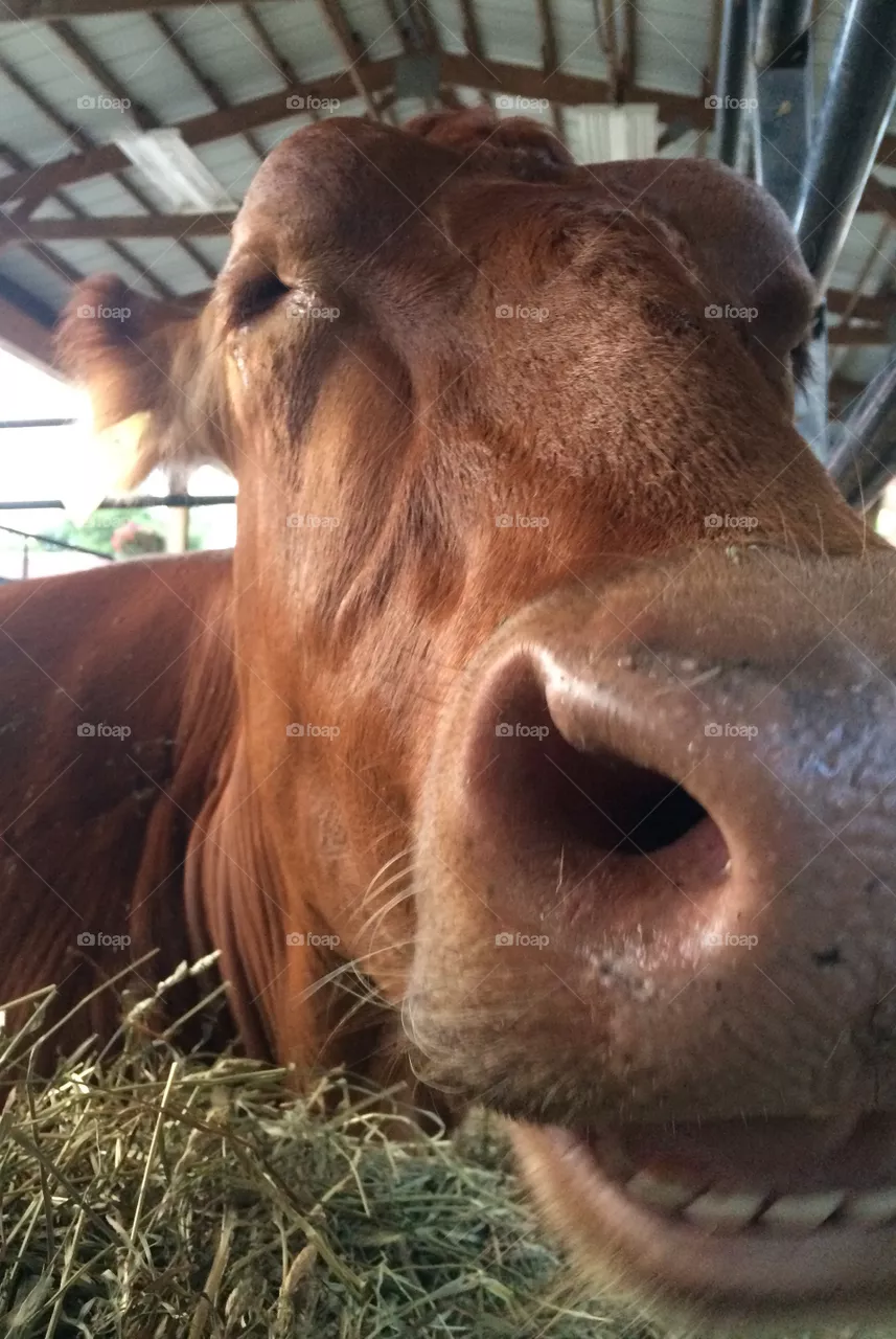 Brown cow