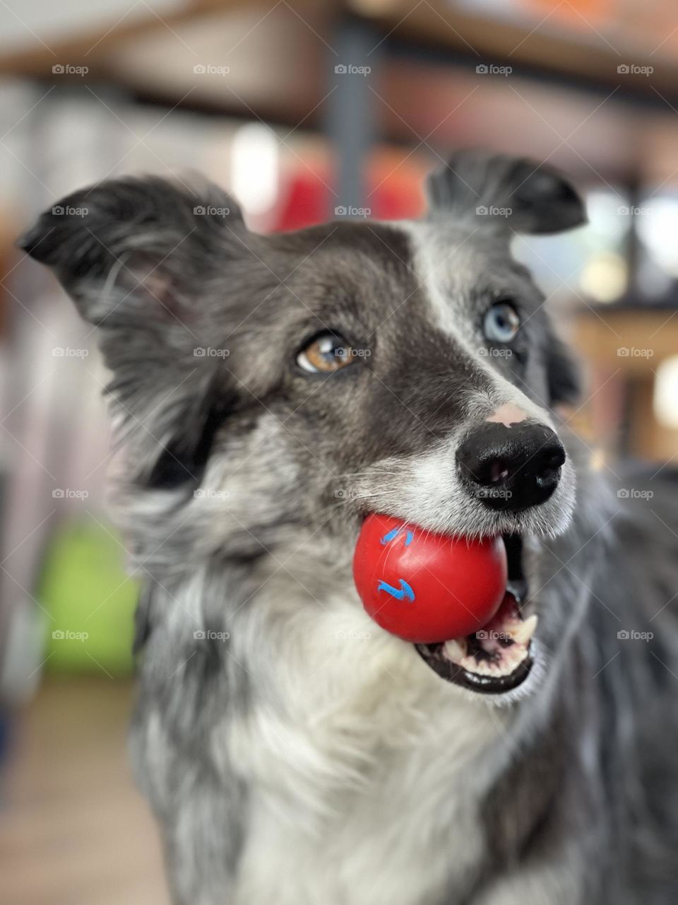 Border collie with different eyes holding ball in her mouth and ready to play