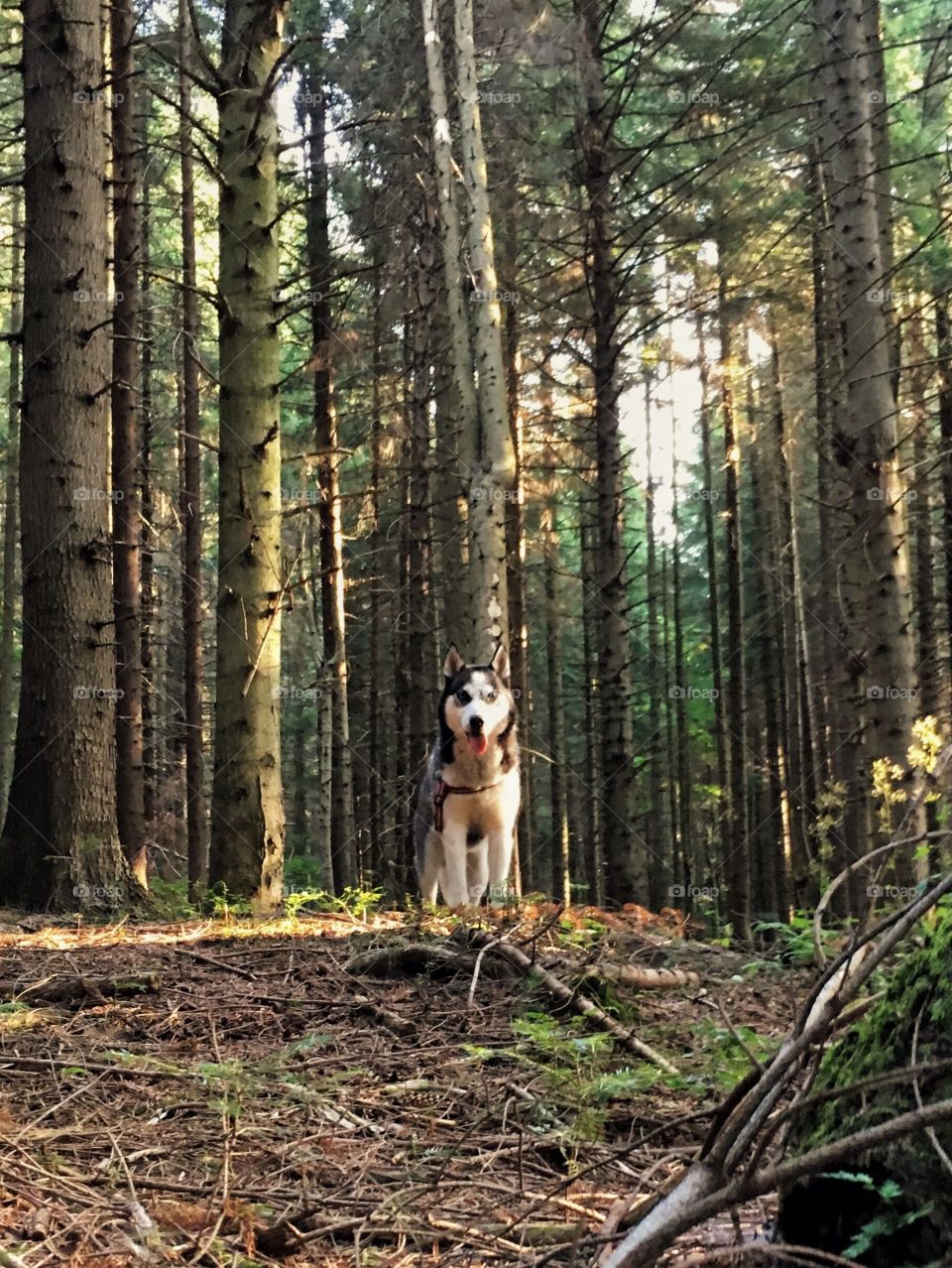 Husky dog in the middle of the forest.