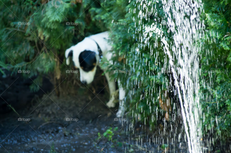 Cute dog hiding from sprinklers in trees on hot summer day looking at puddles ready to play and dig in the cool mud conceptual pet and animal behavior photography background 