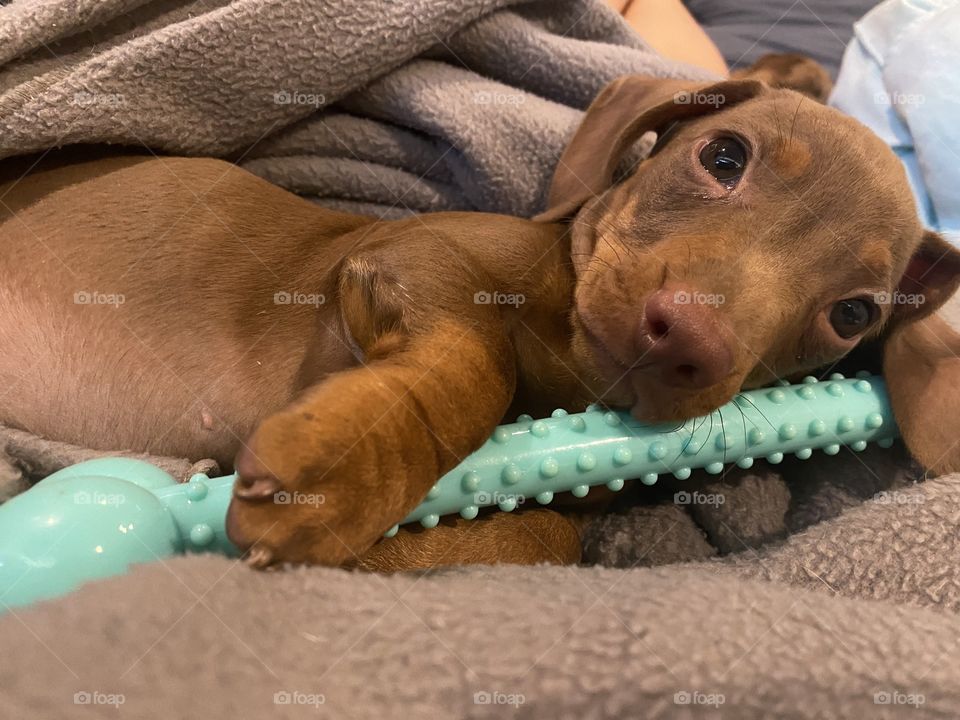 Baby with his chew toy