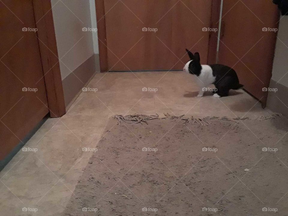 Animals on a hay day