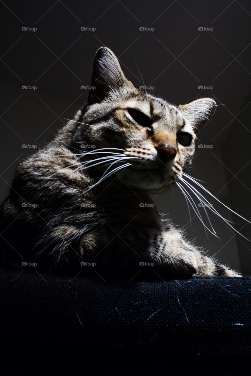 cat mammals animals watching by mayak