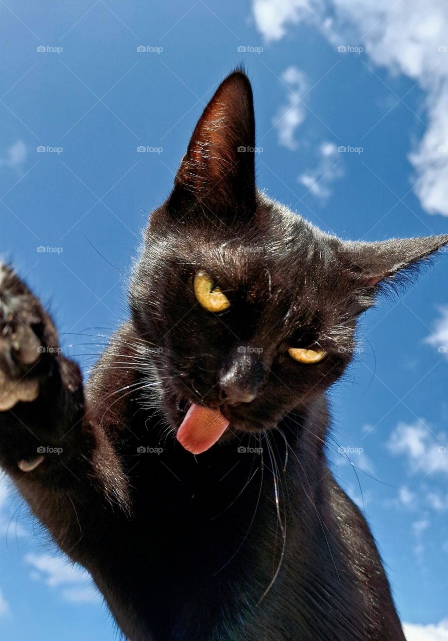 funny mobile photo of a black domestic cat with its tongue out against a blue clear sky