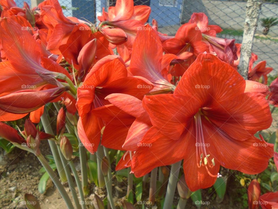 Amaryllis

Classe: Liliopsida

Divisão: Magnoliophyta

Família: Amaryllidaceae