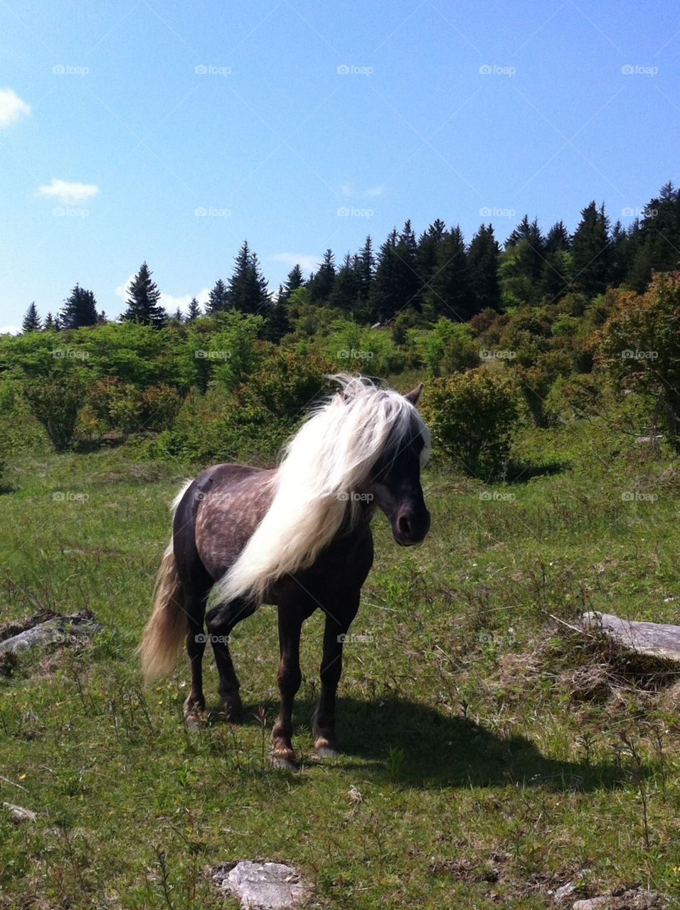 Grayson Highlands Fabio. Taken at Grayson Highlands State Park. The "wild" ponies are adorable and remarkably friendly. Fabio is the leader.