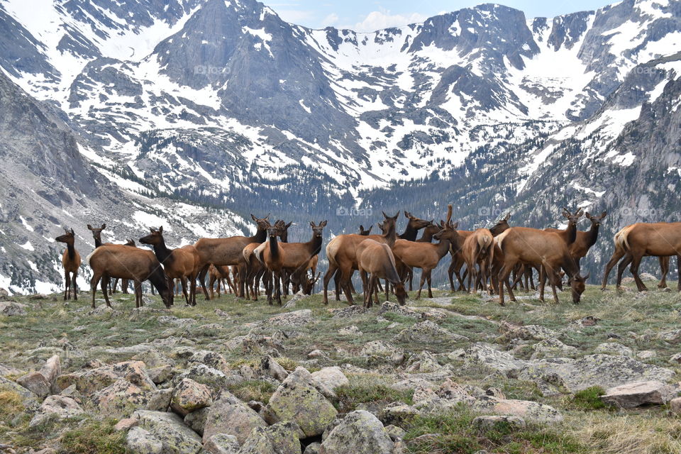 elk on mountain
