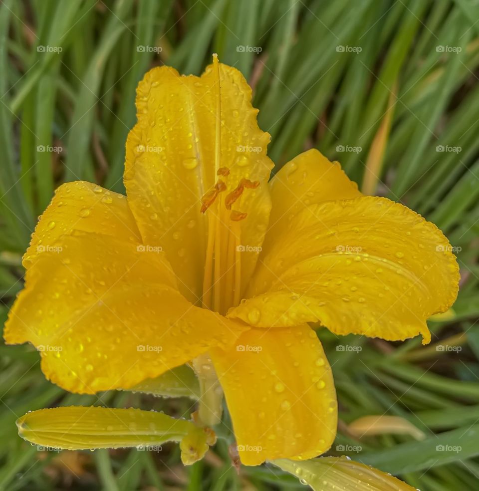 A close up of a yellow day lily glistening with drops of water against a green natural background. 