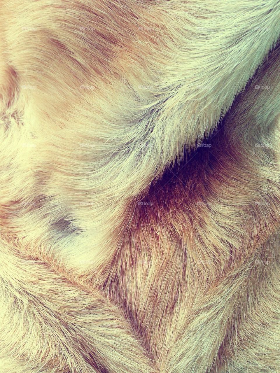 Dog fur