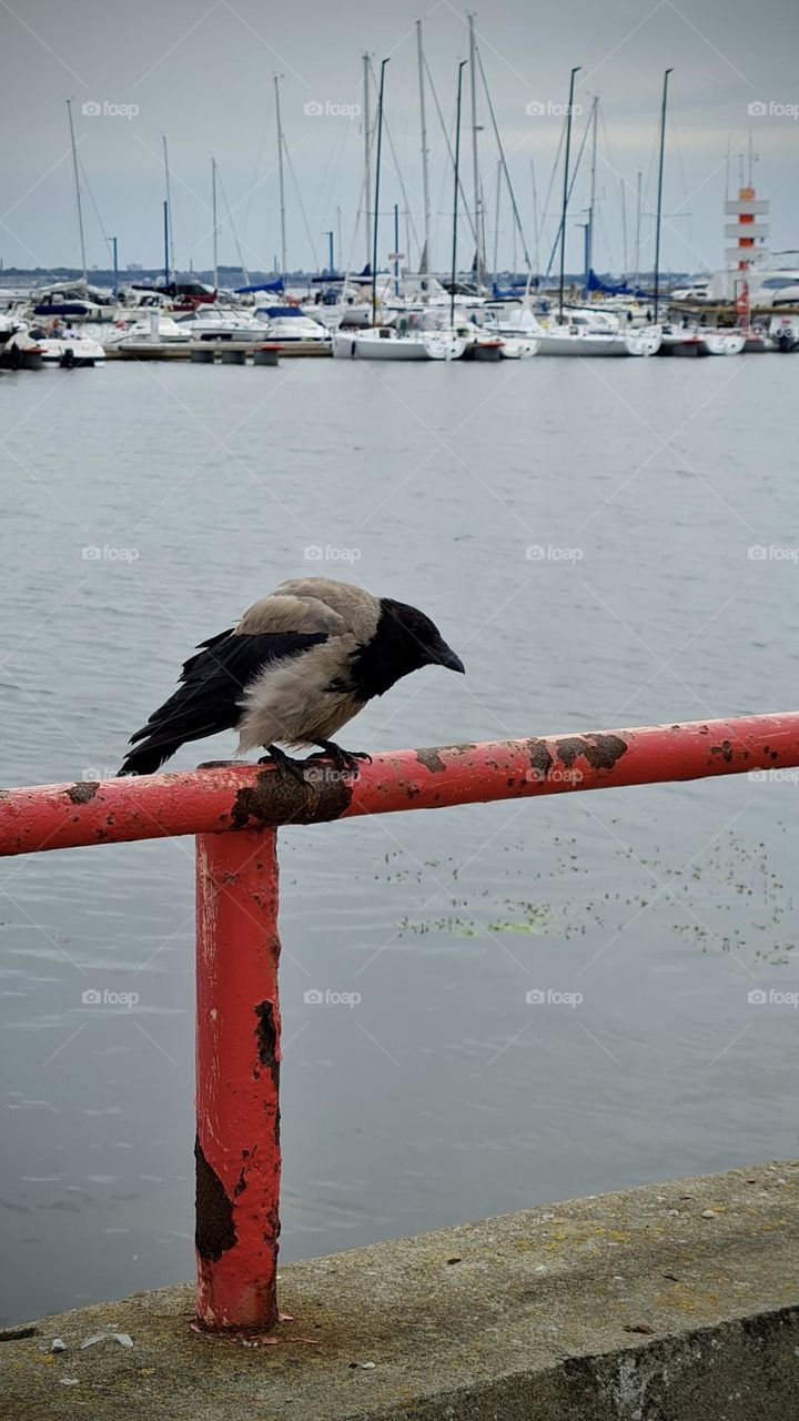 Crow sitting on a red border against the background of boats