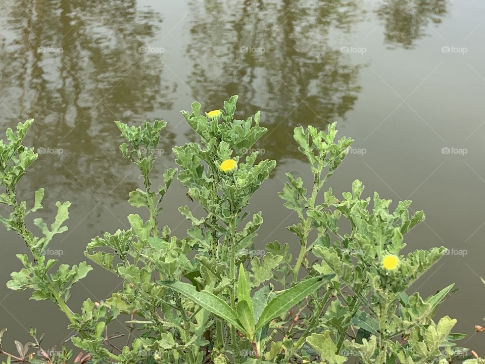 Plants around us , my garden (Countryside)