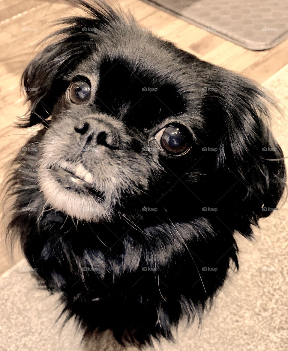 Elevated view of black puppy