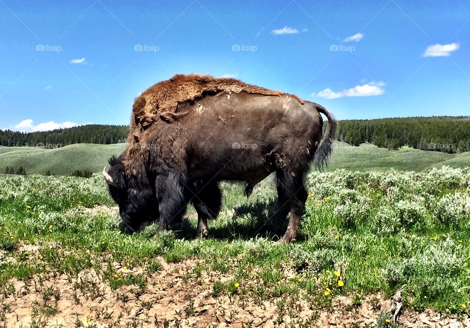 Grazing Buffalo on open range 