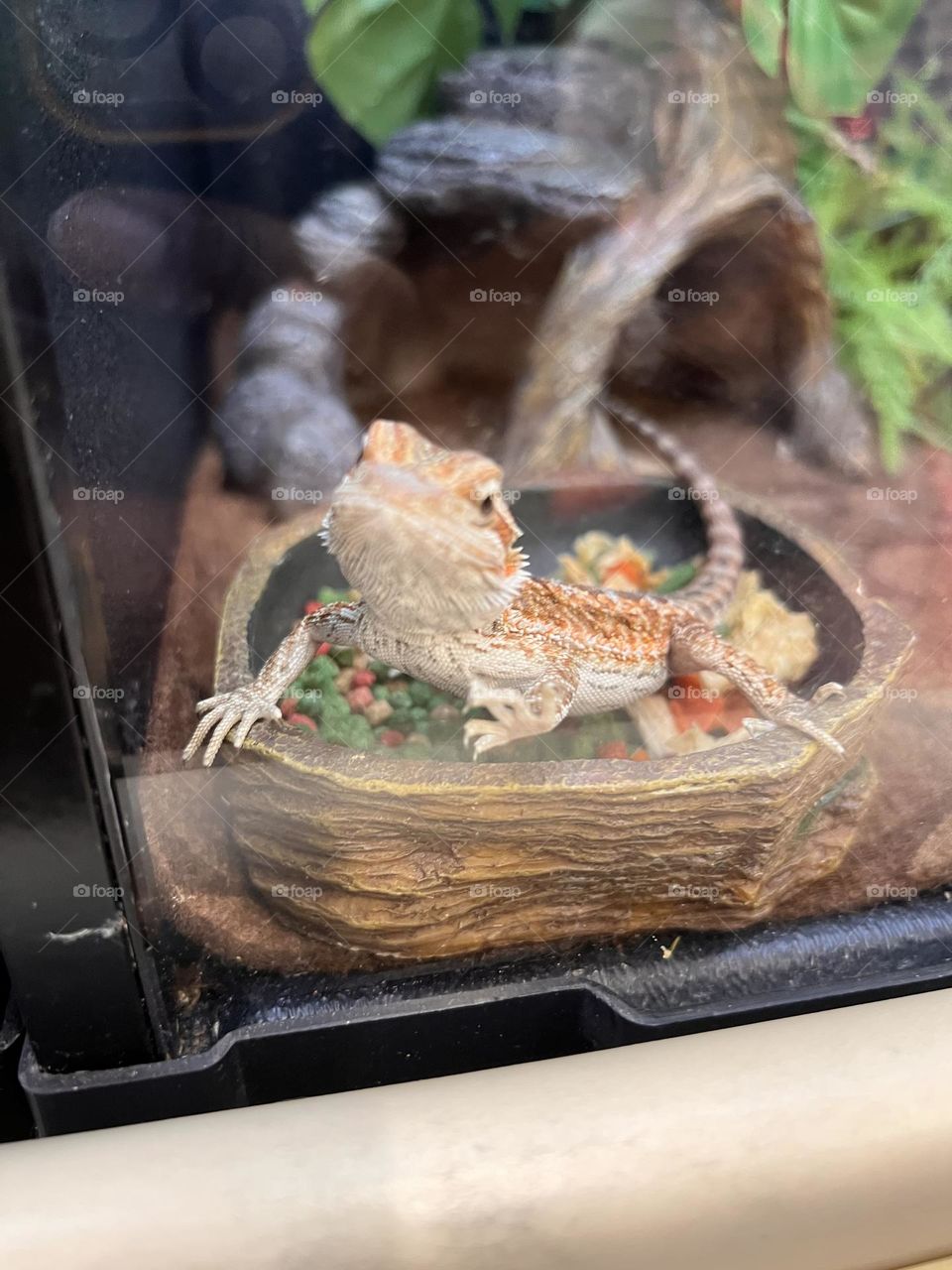 A quick photo of a yellow and orange bearded dragon.