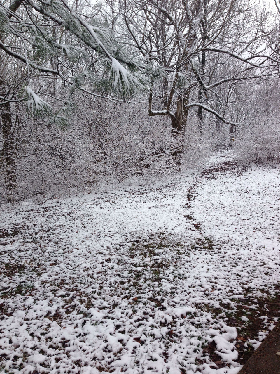 A path through snowy woods.